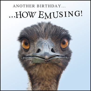 Birthday photo animals birthday cards. Pack of 10 cards. 5 design pack. Greeting: Happy birthday