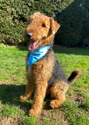 Parkinson's UK walkies dog bandana with white paw prints